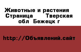  Животные и растения - Страница 11 . Тверская обл.,Бежецк г.